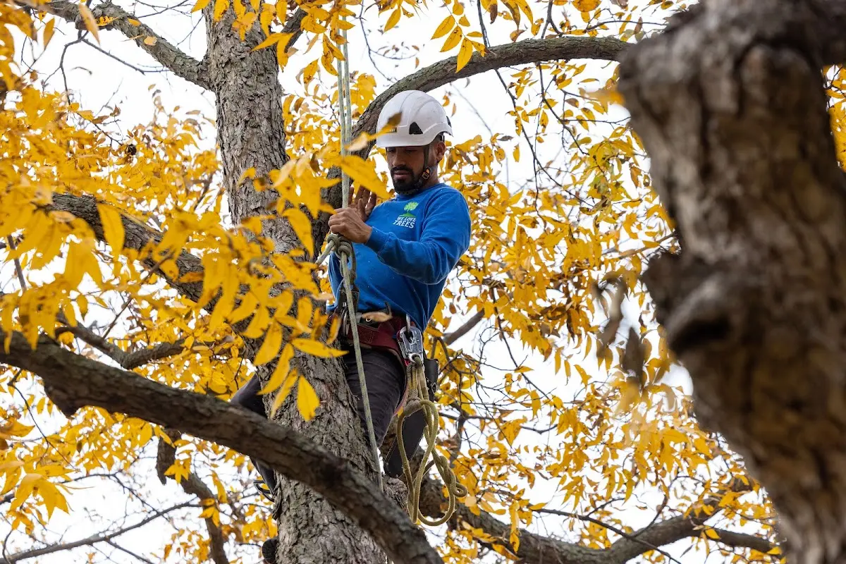Skilled Tree Planing crew working in Napoleonville