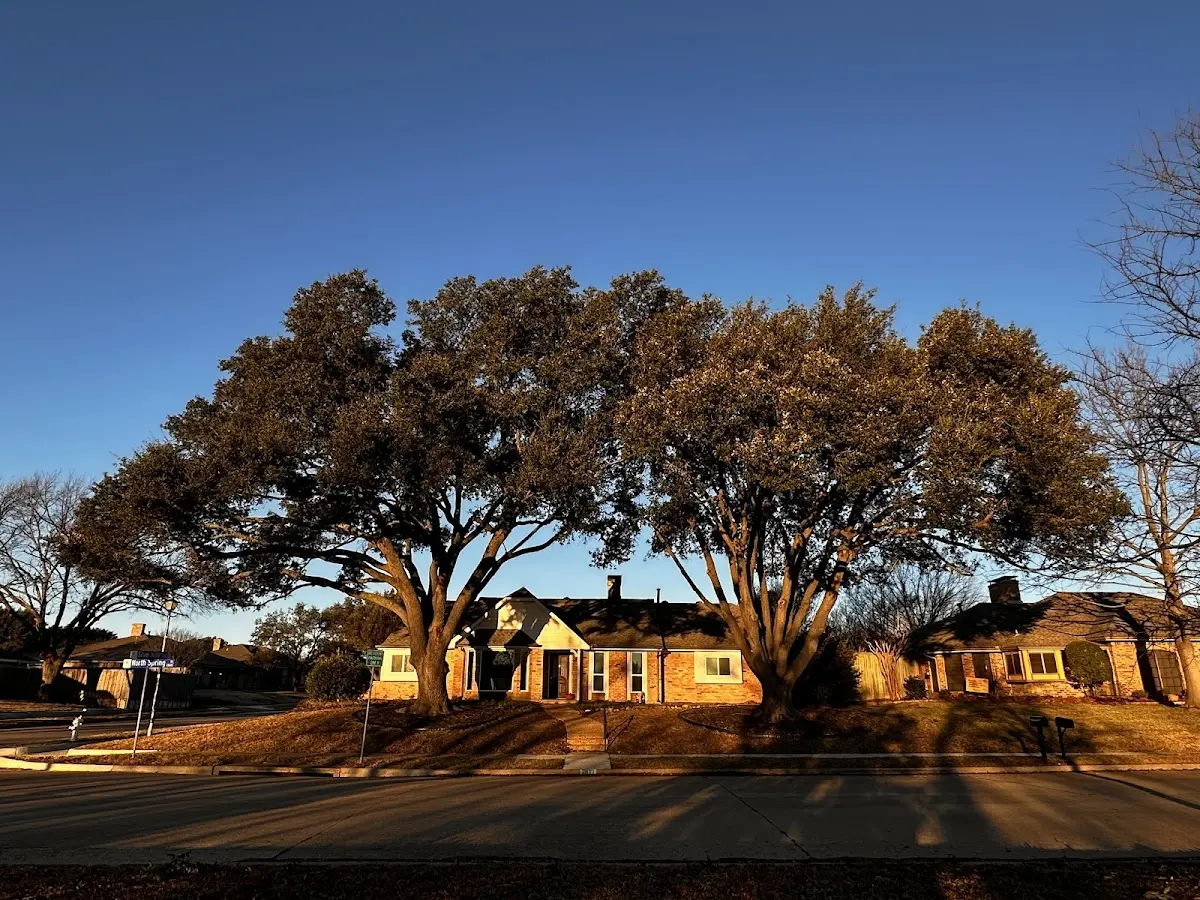 Established residential canopy tree shading a home in Napoleonville